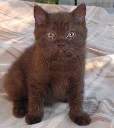 chocolate british shorthair cat
